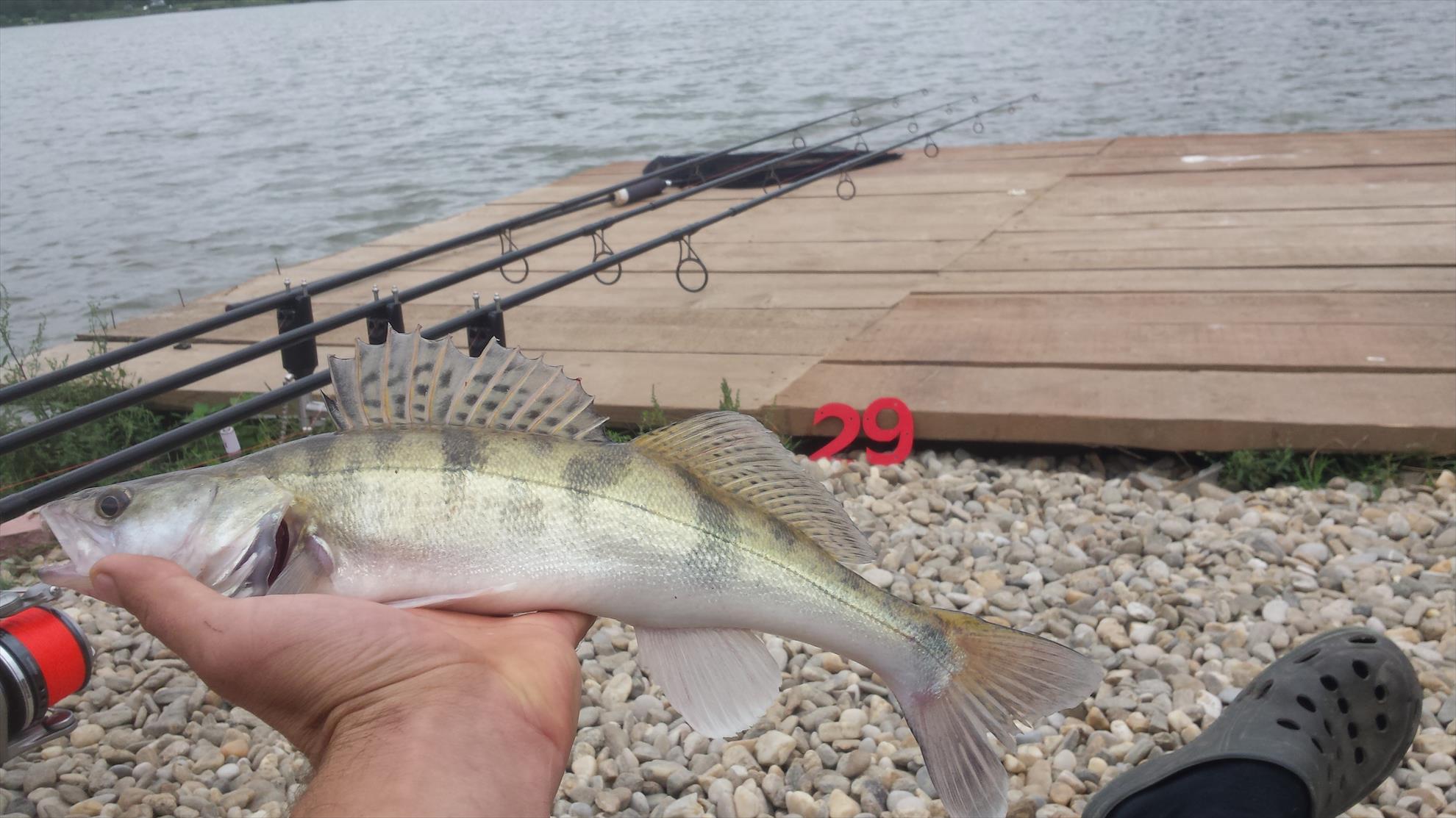 Hermes Peris 25 - 27 septembrie 2015 - 20150927131233.jpg